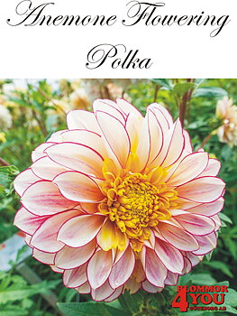 Dahlia     Polka