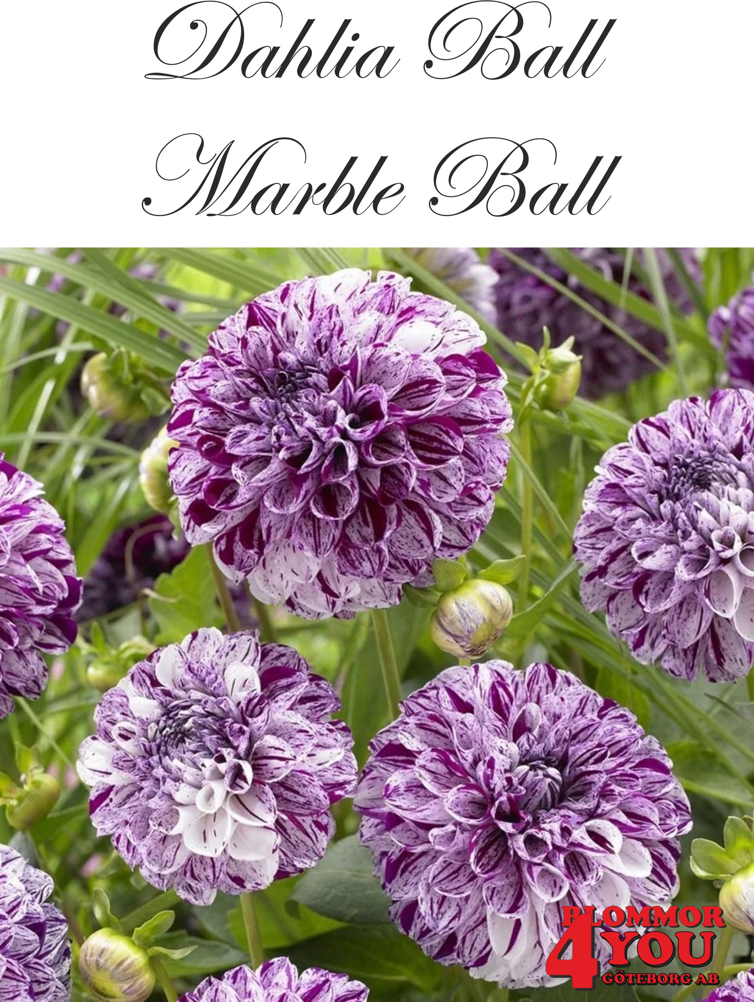 Dahlia Marble Ball