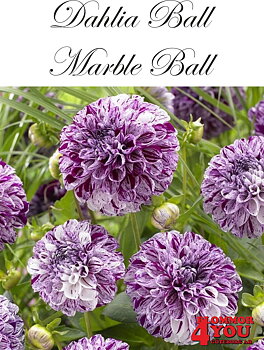 Dahlia Marble Ball
