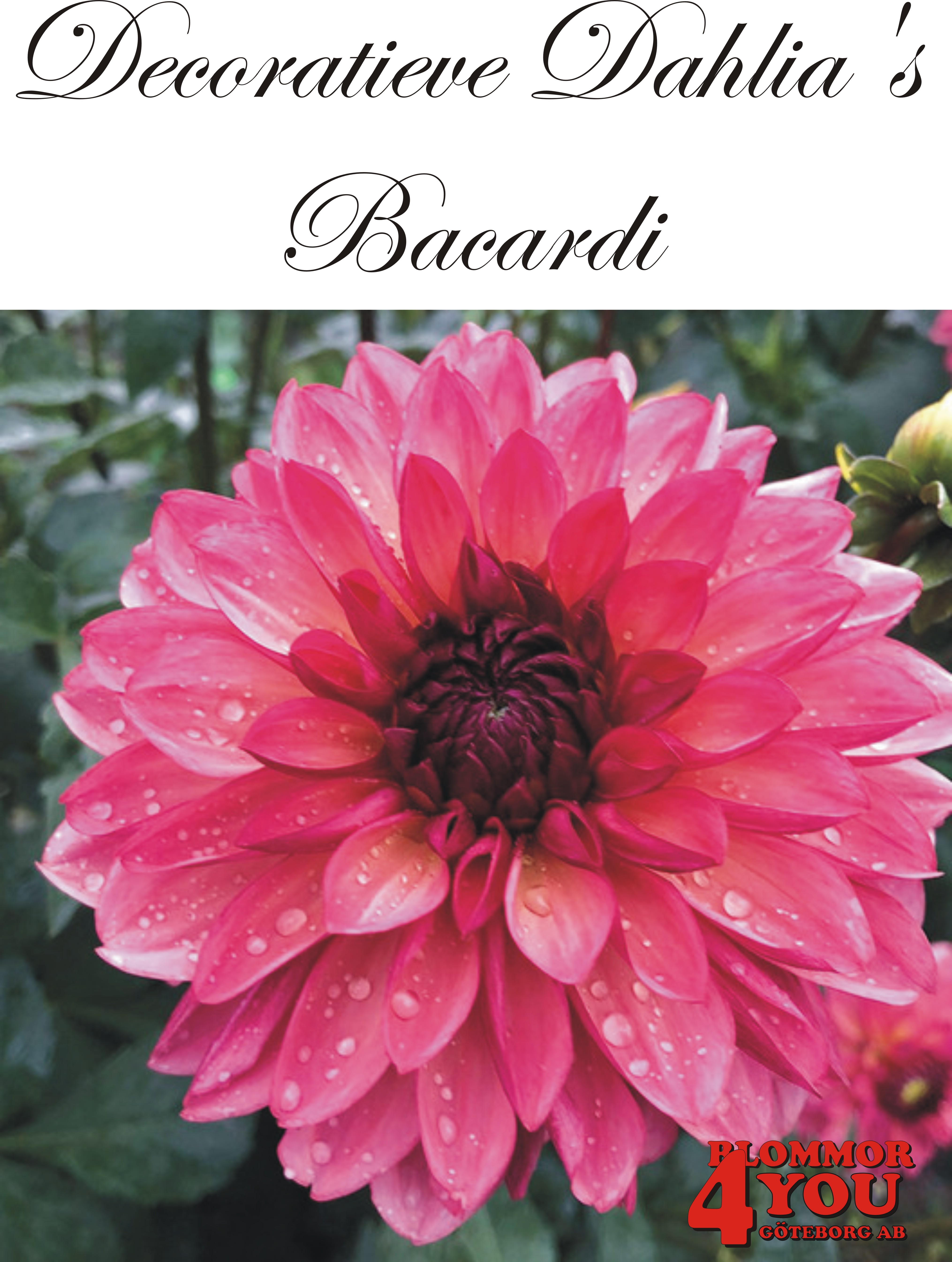 Dahlia Bacardi