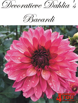 Dahlia Bacardi