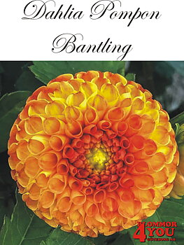 Dahlia Pompon   Bantling