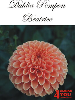 Dahlia Beatrice