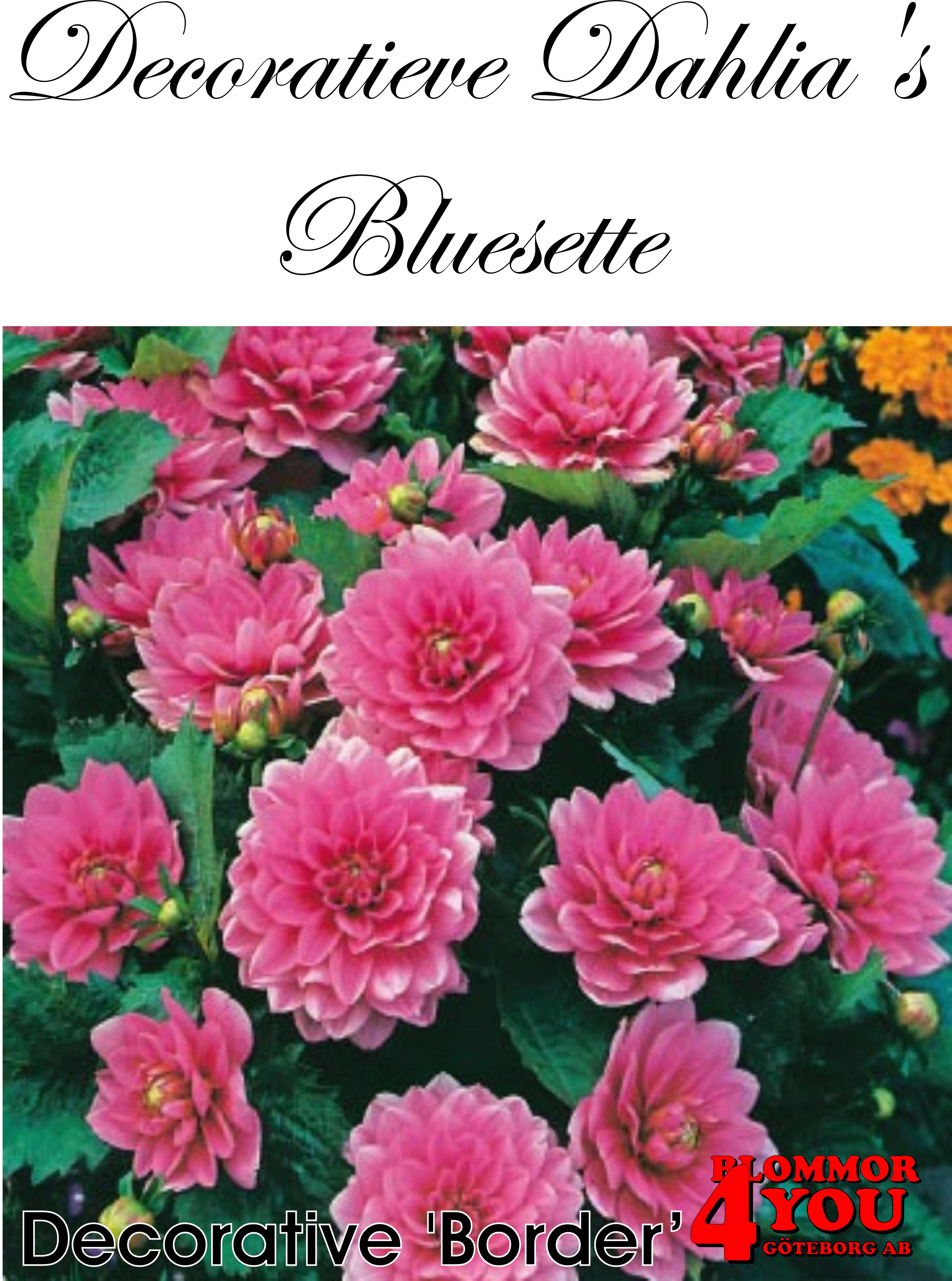 Dahlia Bluesette