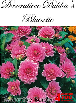 Dahlia Bluesette