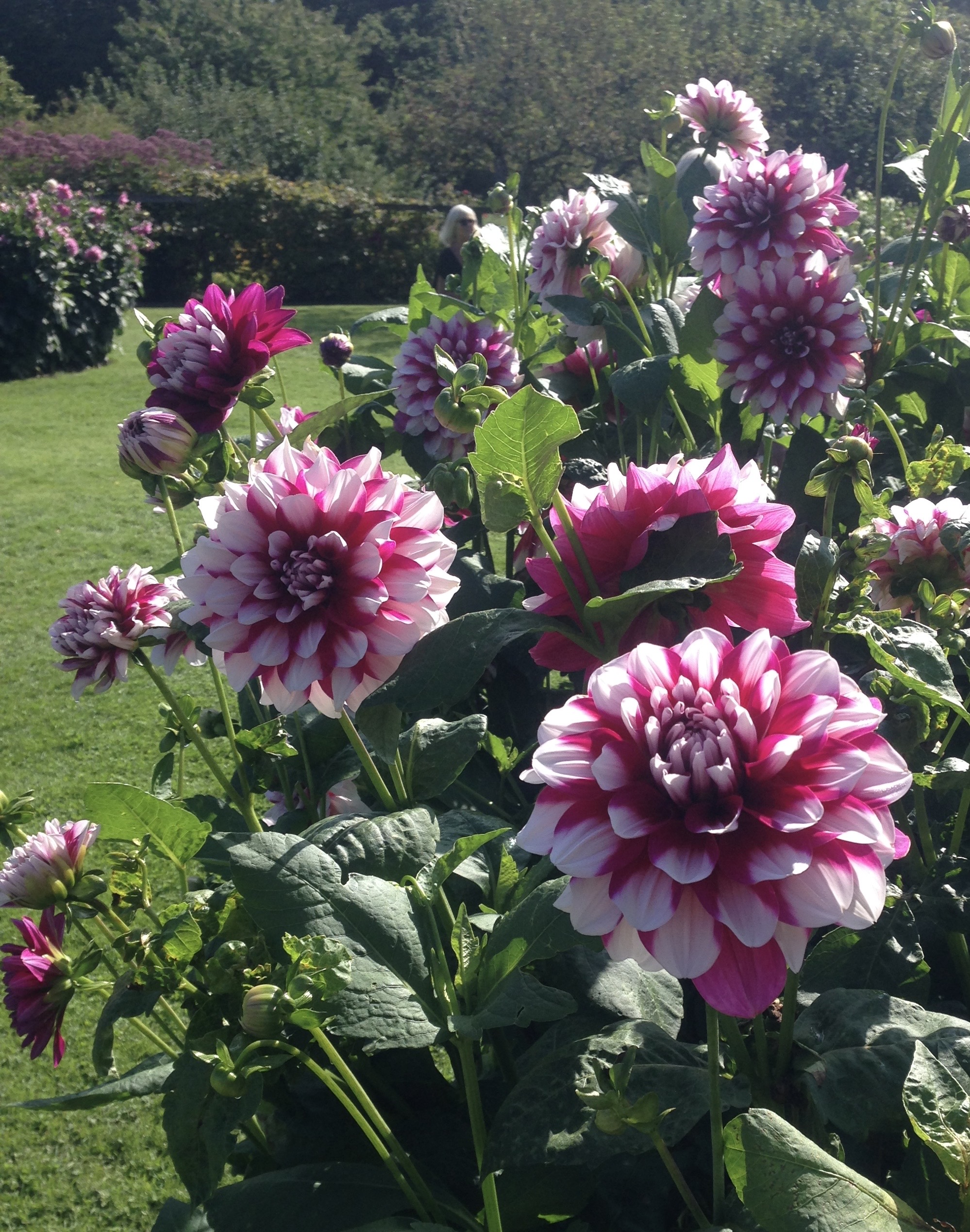 Dahlia Edinburg