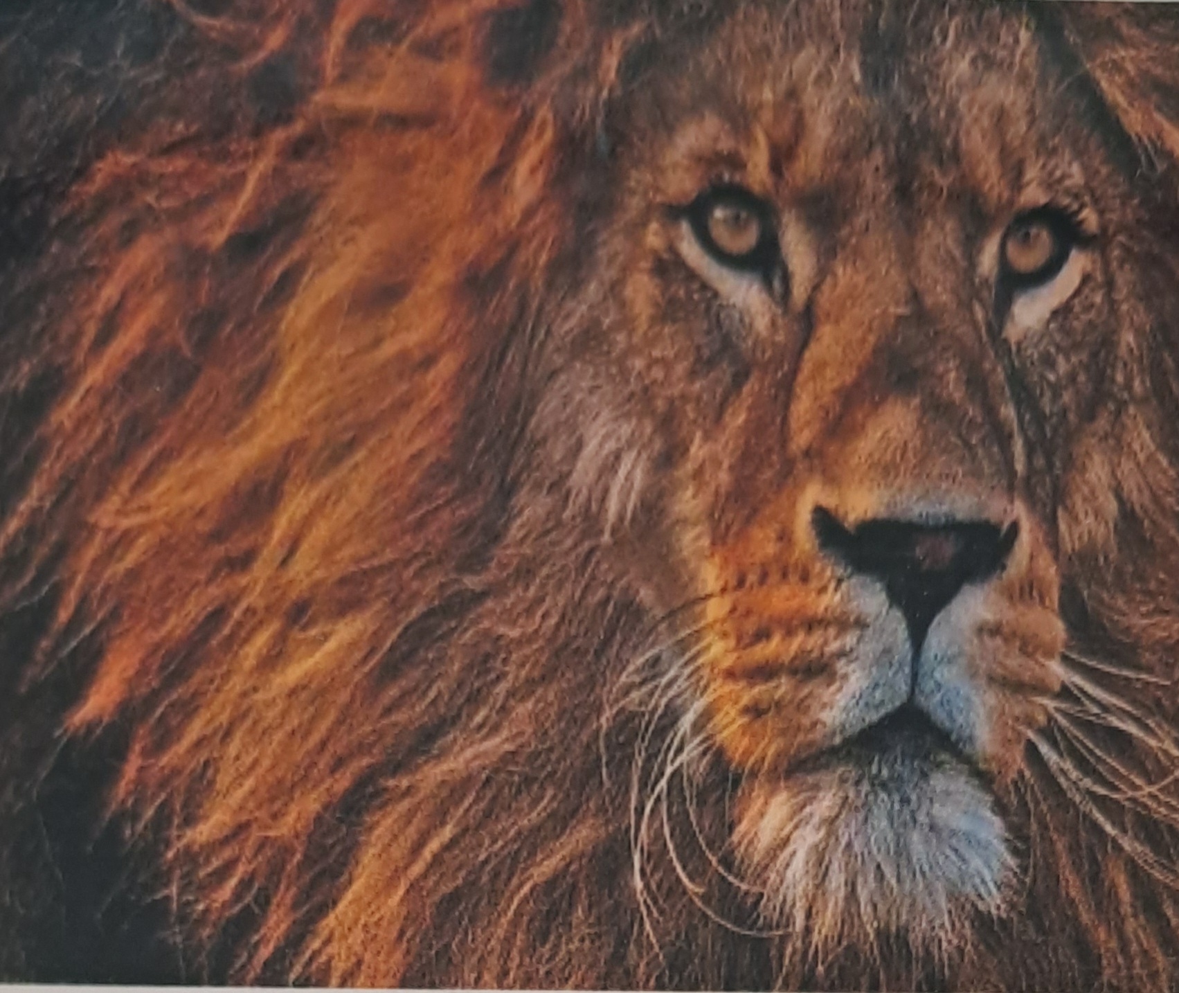 Lion Head,  Diamond Picture Diamond Painting