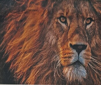 Lion Head,  Diamond Picture Diamond Painting
