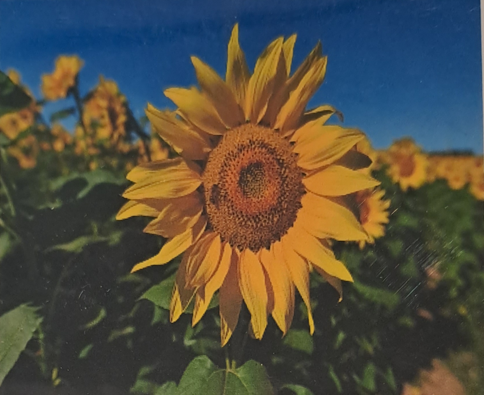 Sunflowers,  Diamond Picture Diamond Painting