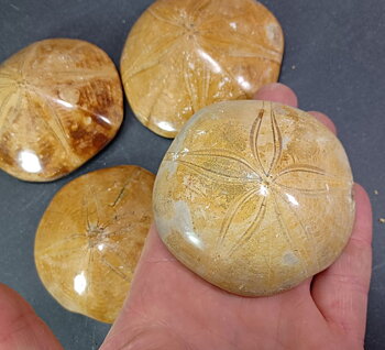 Sand Dollar (Holeclypus) Fossil