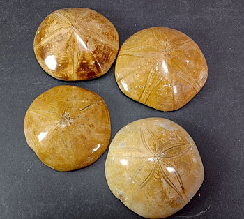 Sand Dollar (Holeclypus) Fossil