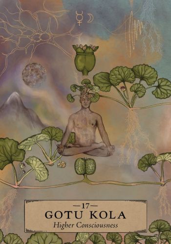 The Herbal Astrology Oracle : A 55-Card Deck and Guidebook By Adriana Ayales - 2