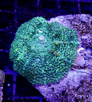 Rhodactis ultra