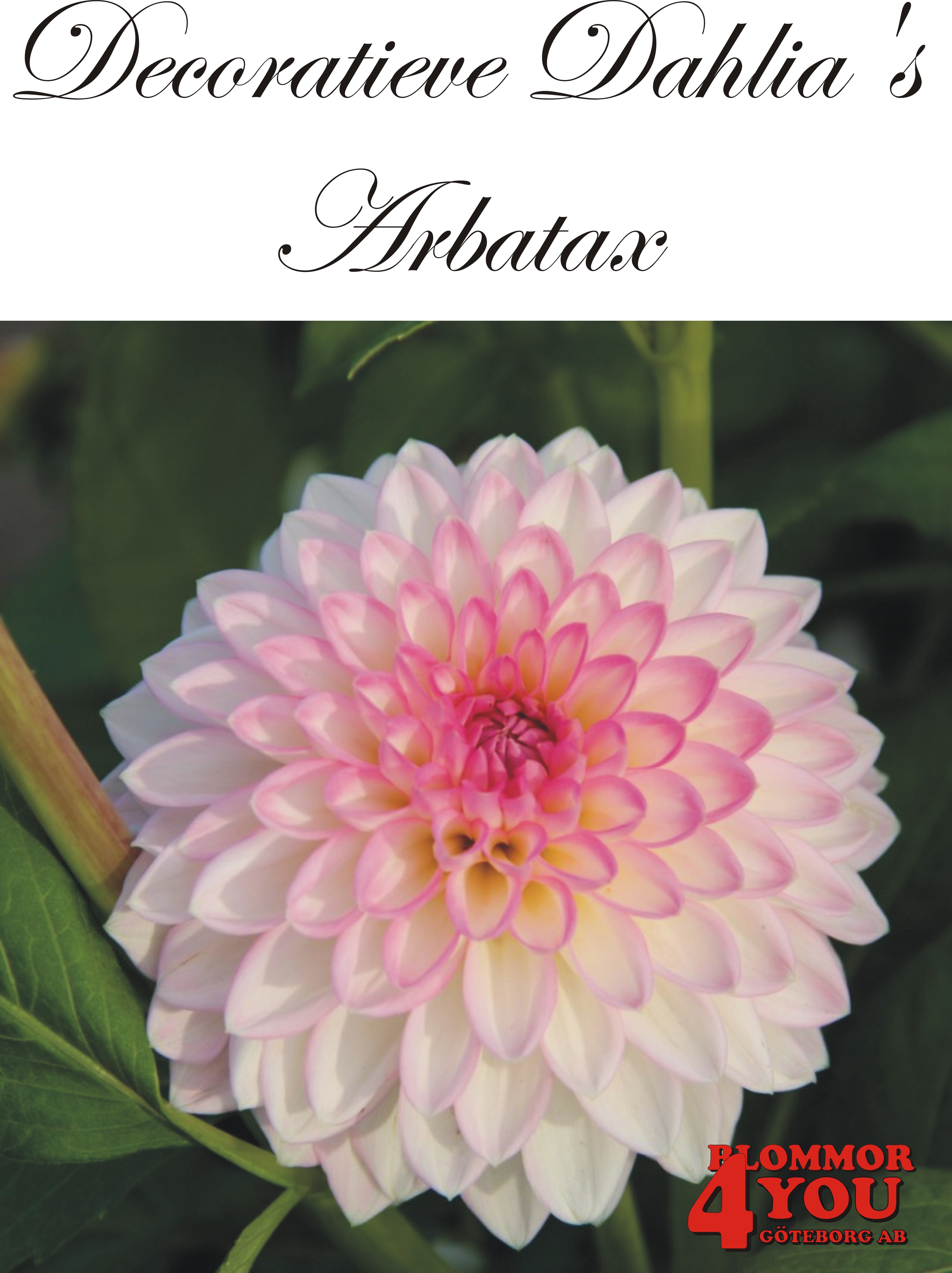 Dahlia Dekorativa  Arbatax