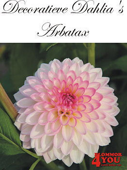 Dahlia Dekorativa  Arbatax