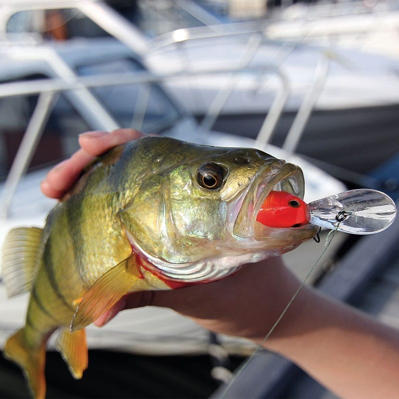 Maxximus Predator Cranking Minnow night vision 6g 4cm - 3