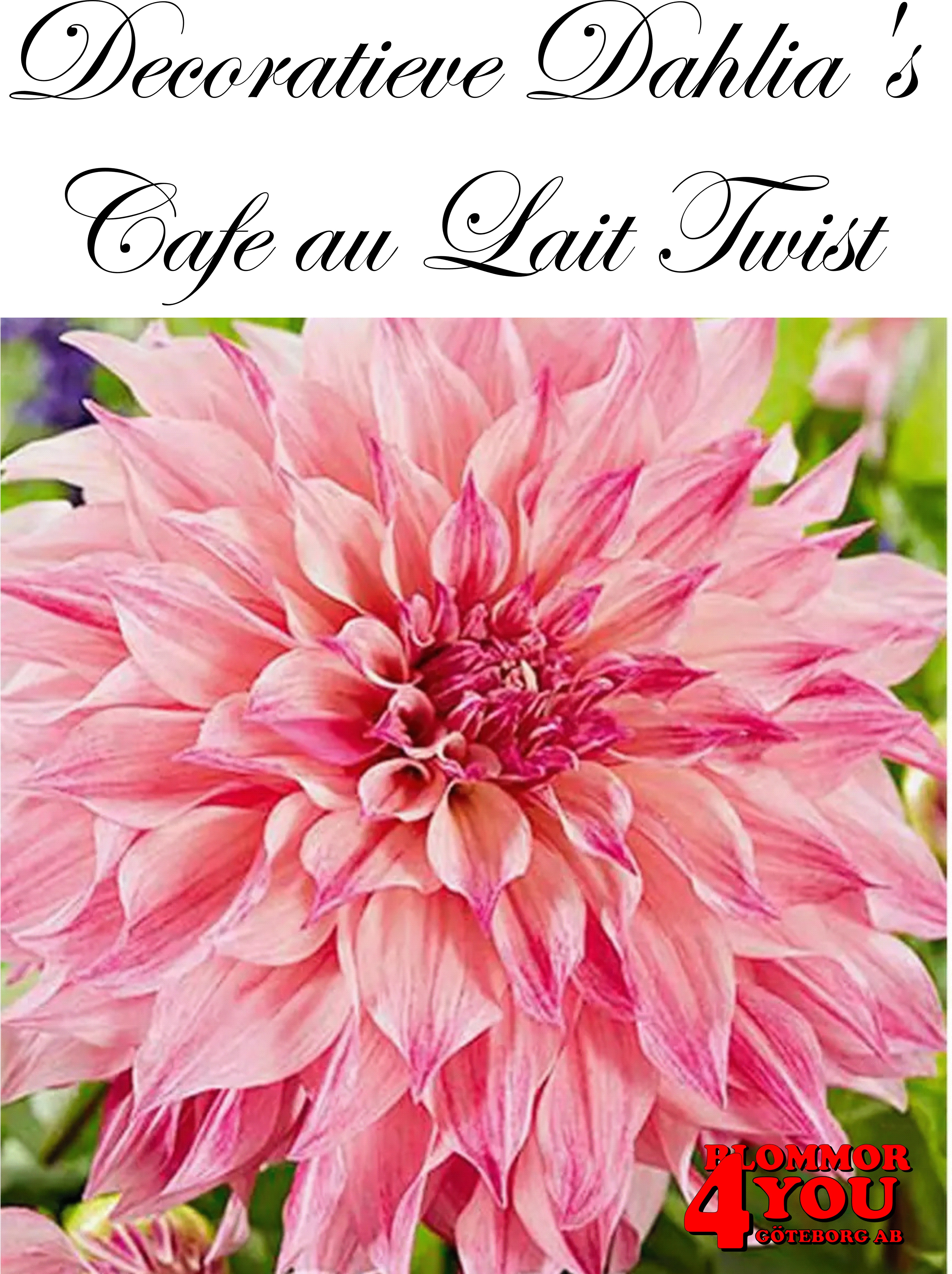 Dahlia Cafe au Lait Twist