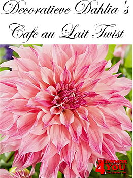 Dahlia Cafe au Lait Twist