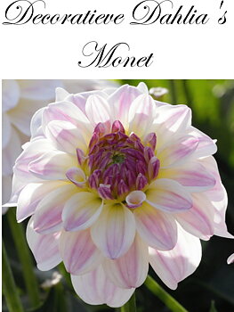 Dahlia Monet