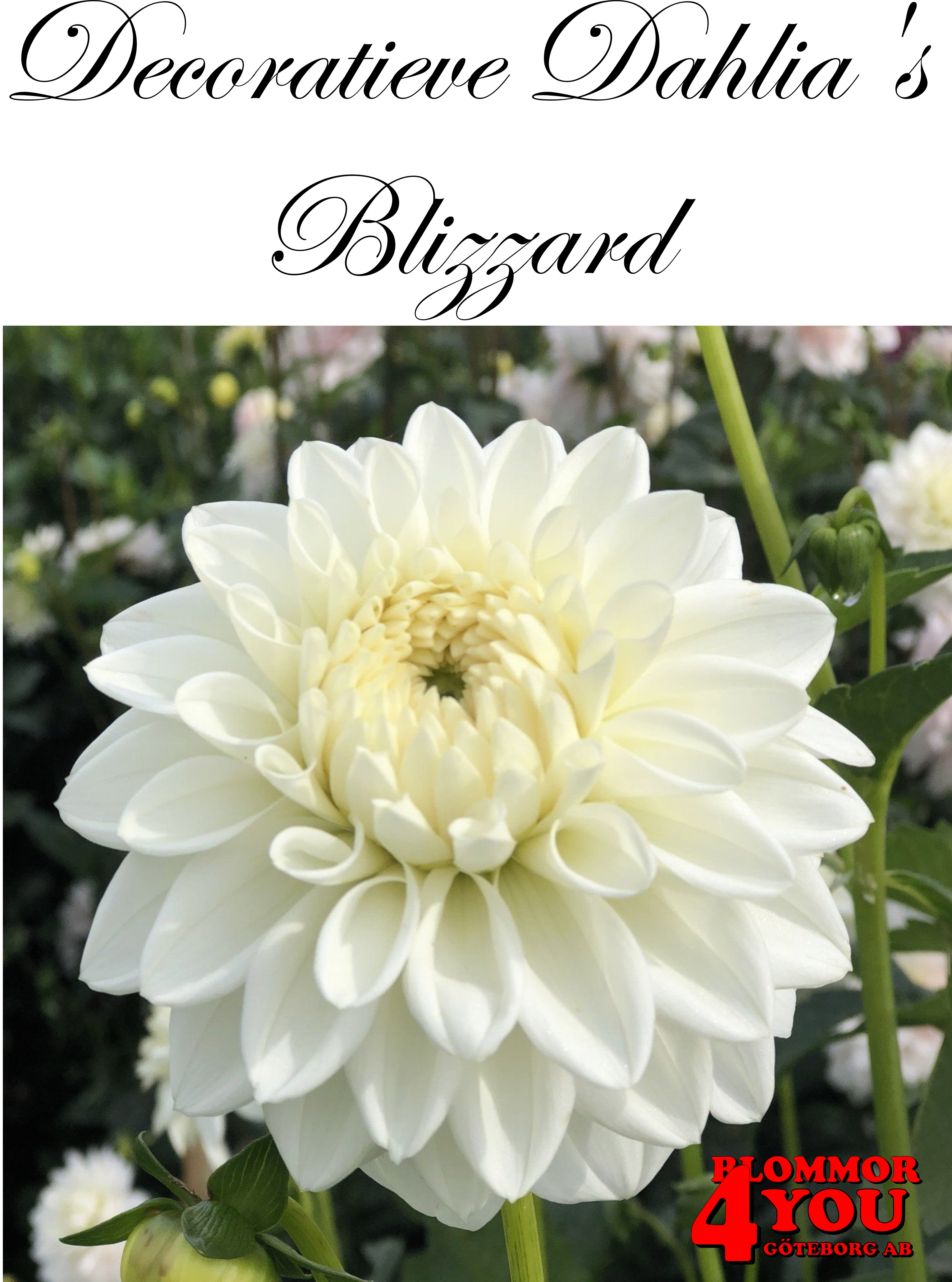 Dahlia Blizzard