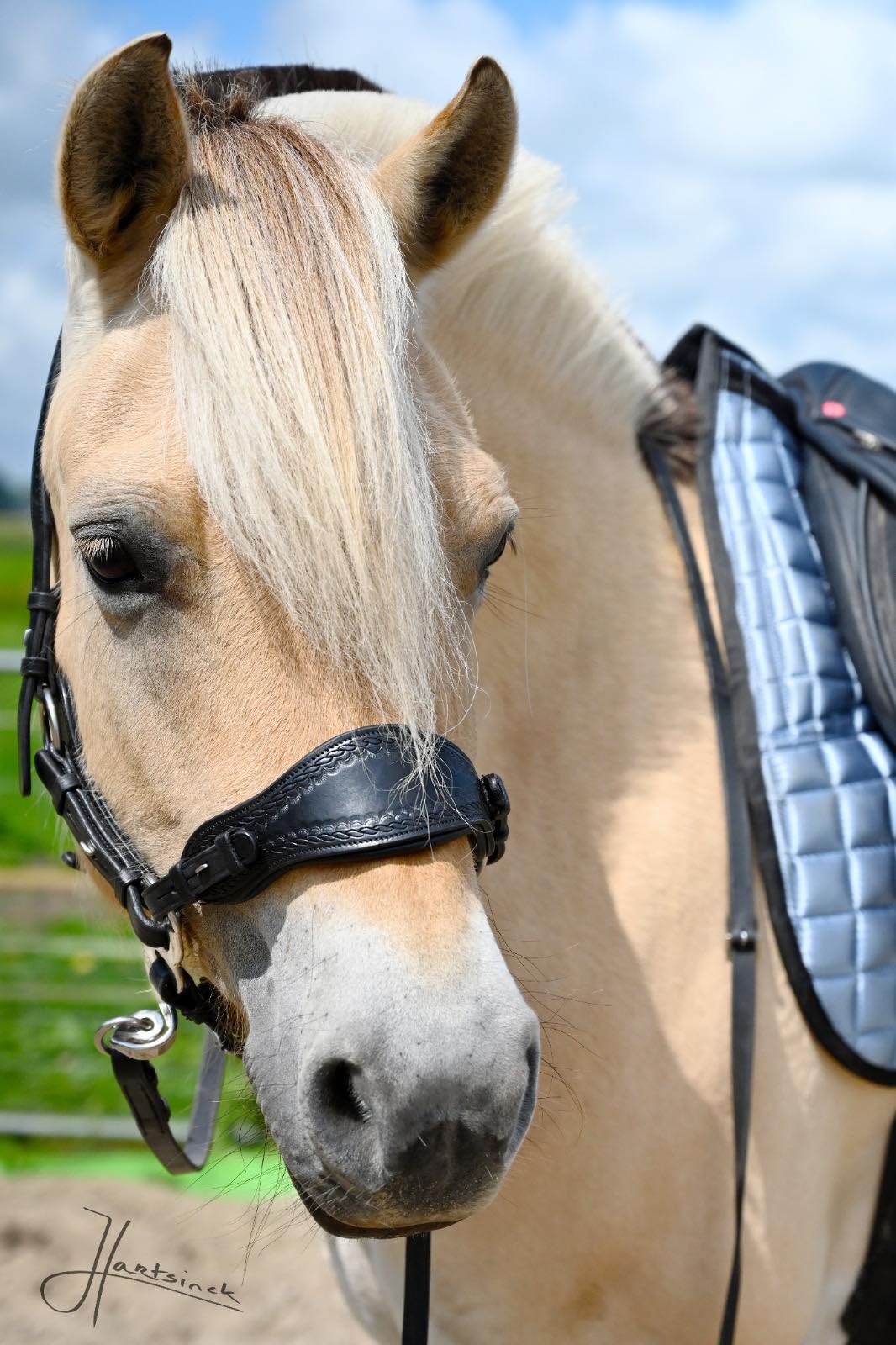 312. Noseband & cur - Edix Jazz - 2