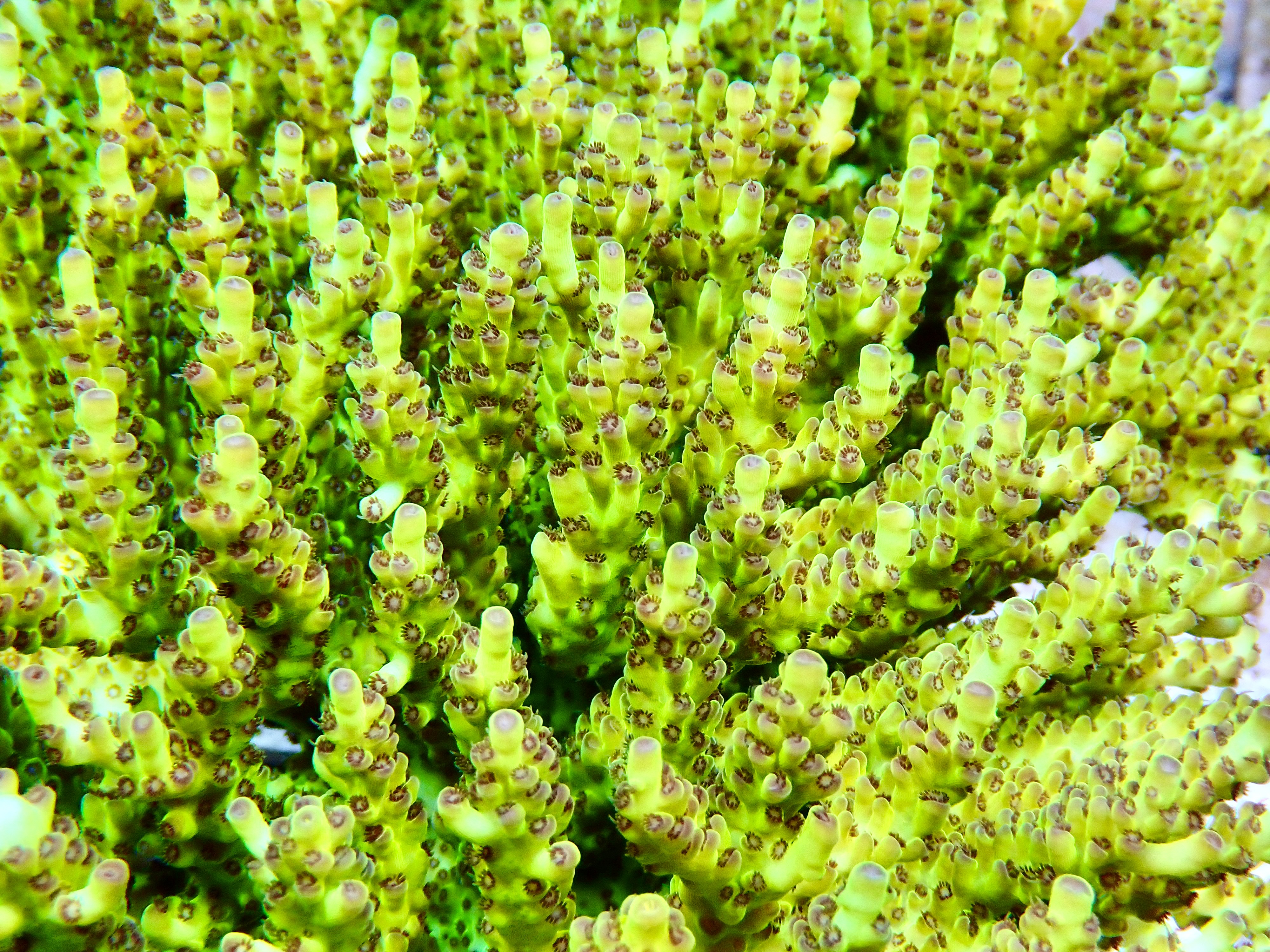 Acropora spp. OOL Yellow-Lime Forest