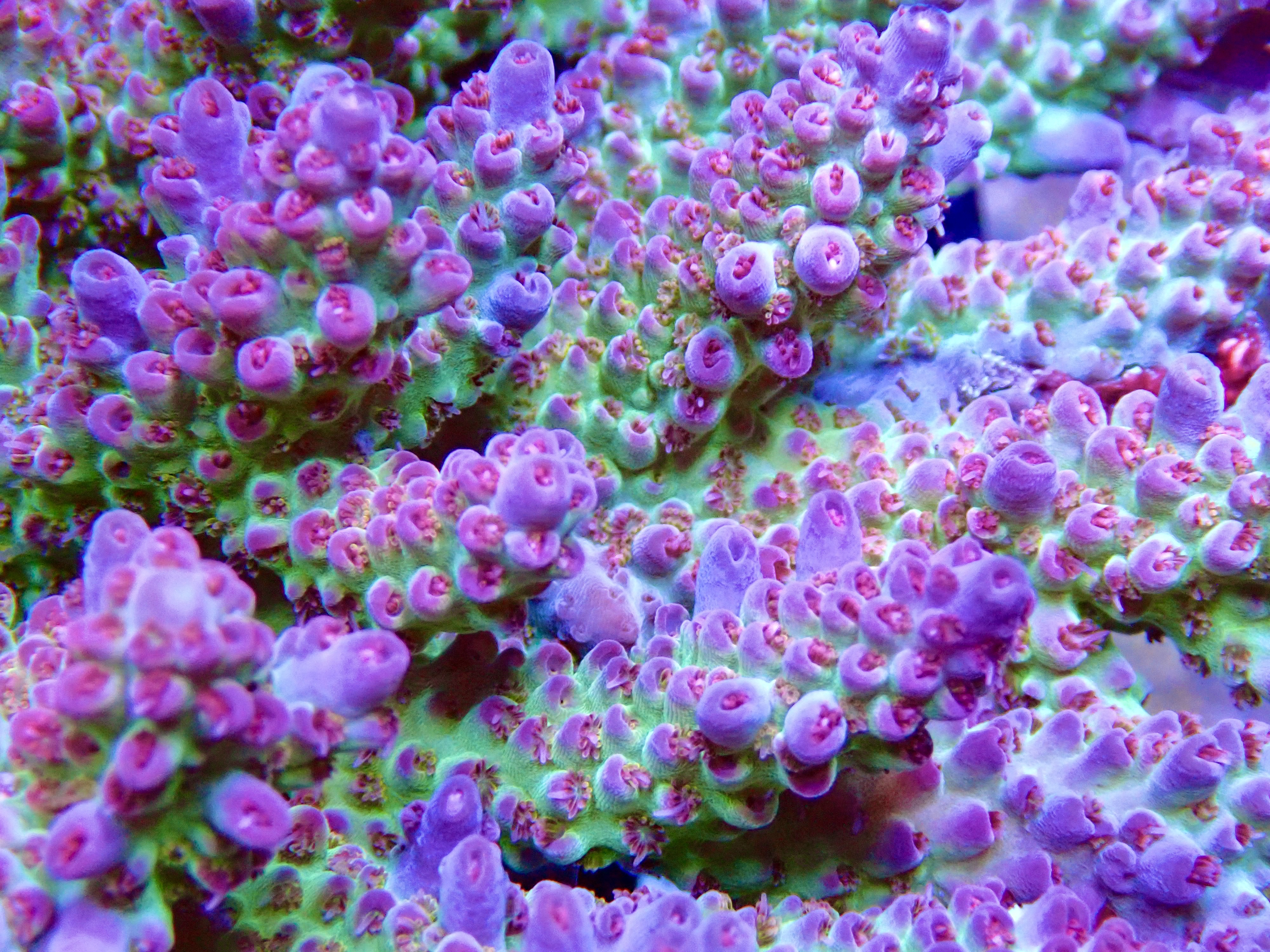 Acropora spp. OOL Tropical Twist