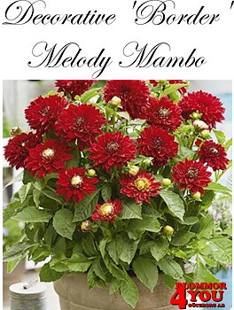 Dahlia Melody Mambo