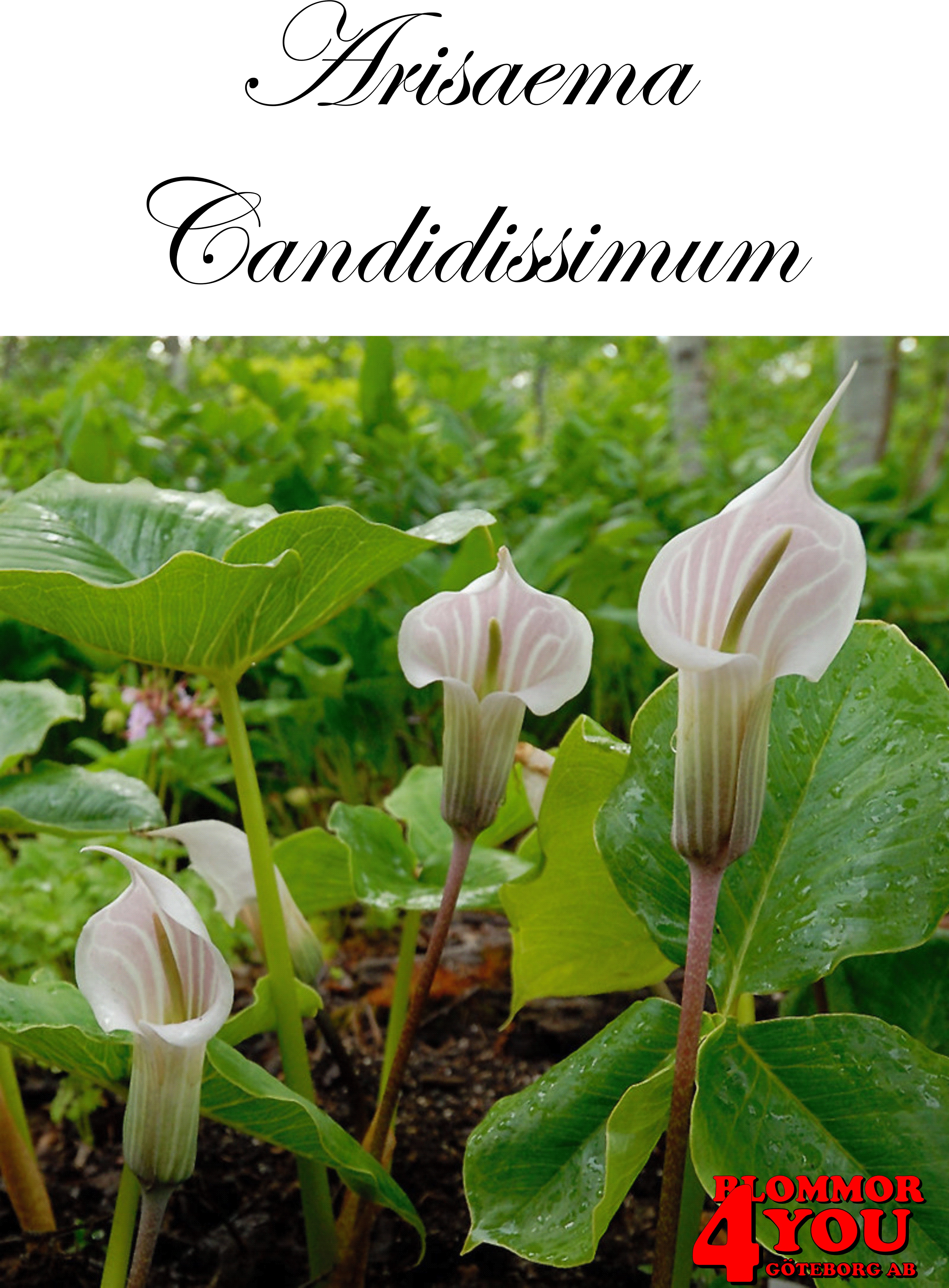 Arisaema Candidissimum          Vit Kobrakalla