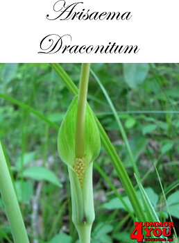 Arisaema Draconitum    Stor kobrakalla