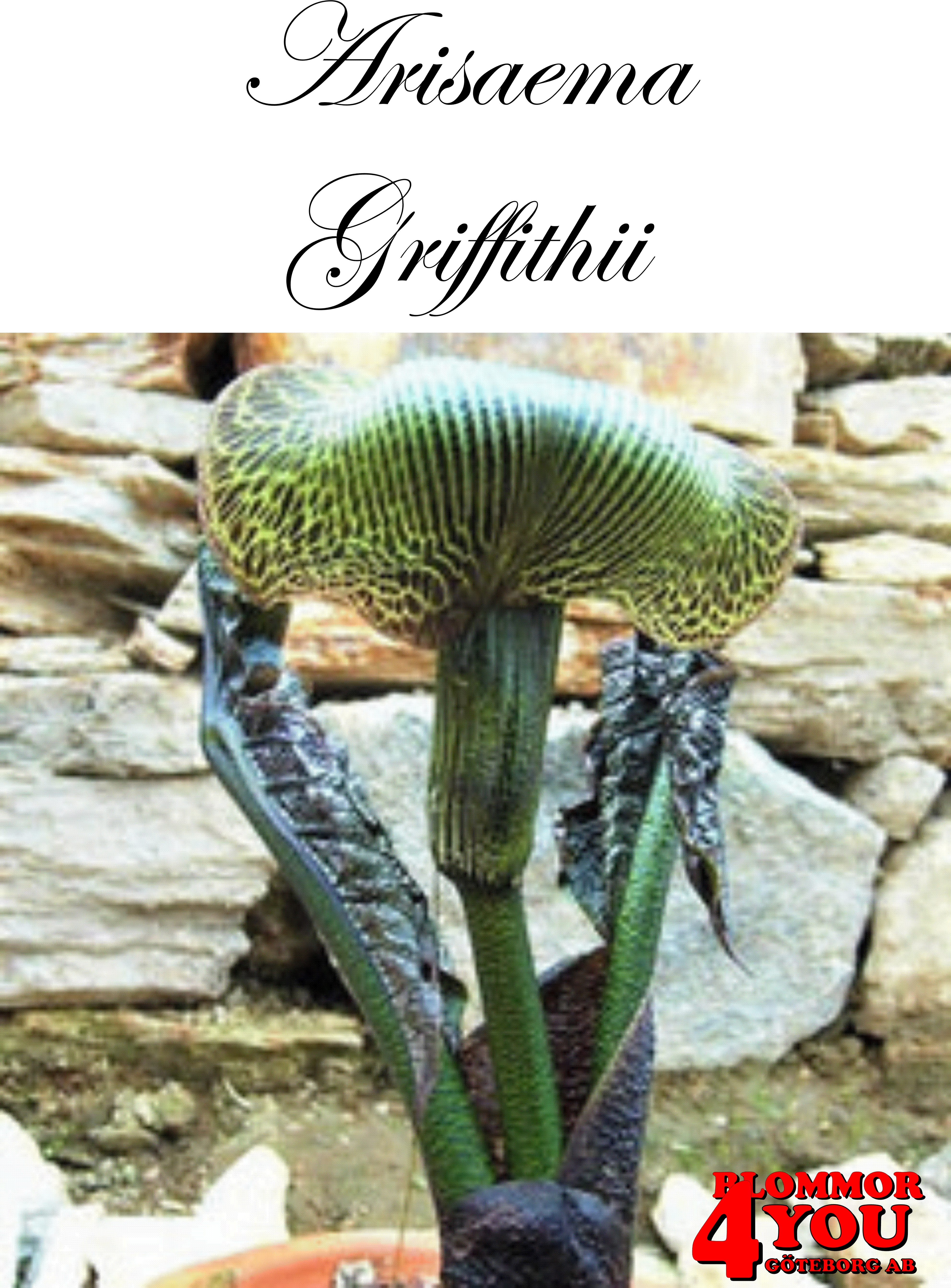 Arisaema Griffithii     Kungskobrakalla