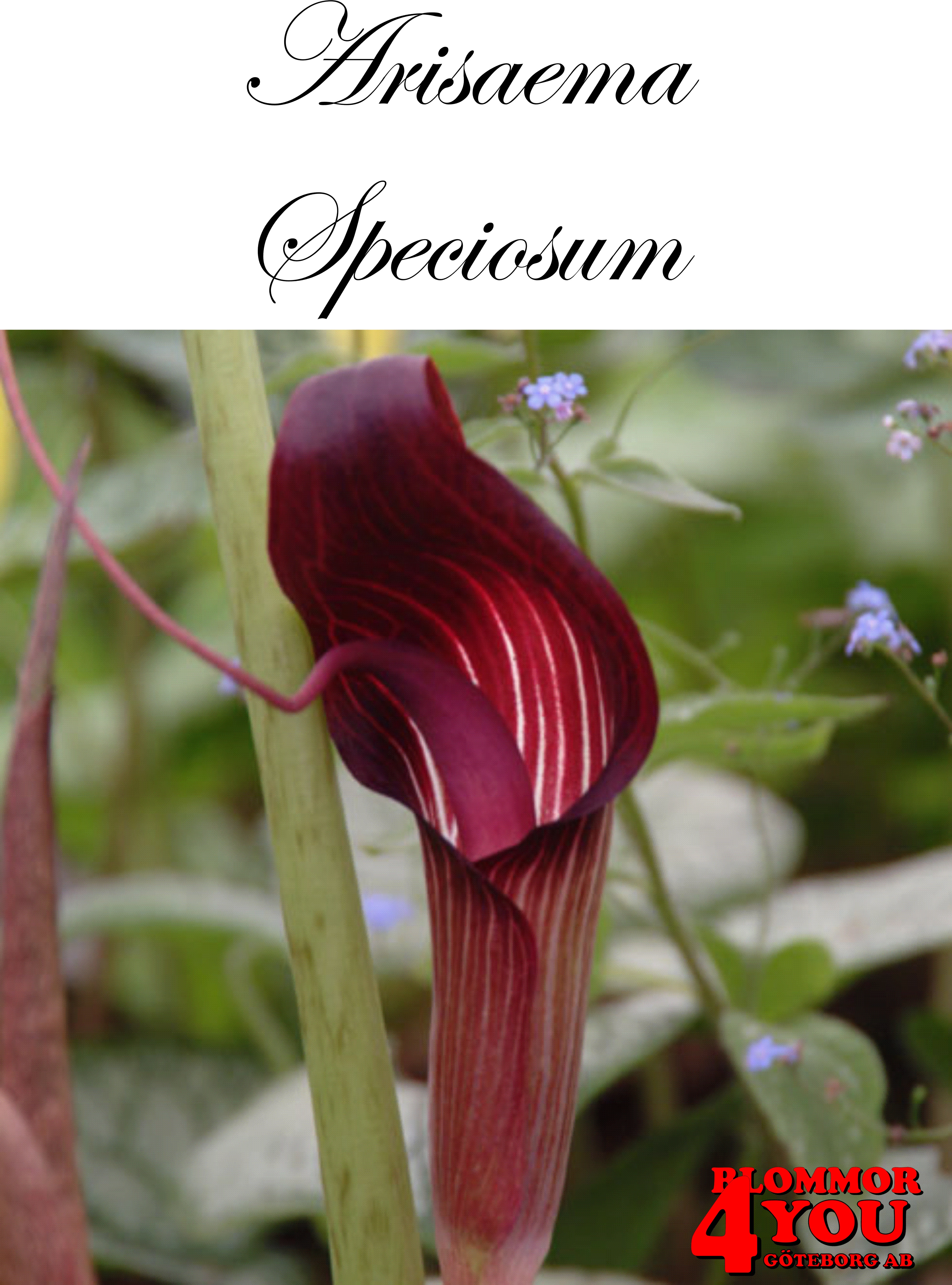 Arisaema Speciosum    Fläckig Kobrakalla