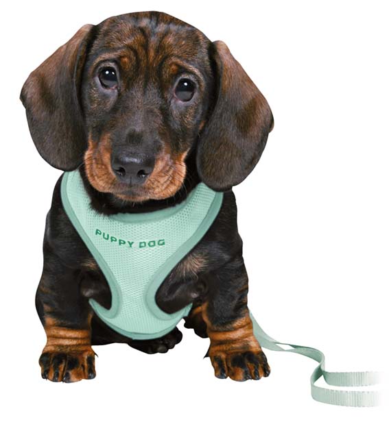 Trixie Junior Mjuk Sele Med Koppel Small-Medium 26-34cm x 10mm, 200cm Mint - 2
