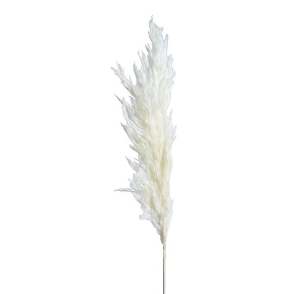 Pampas 3 pack H65-75, vit
