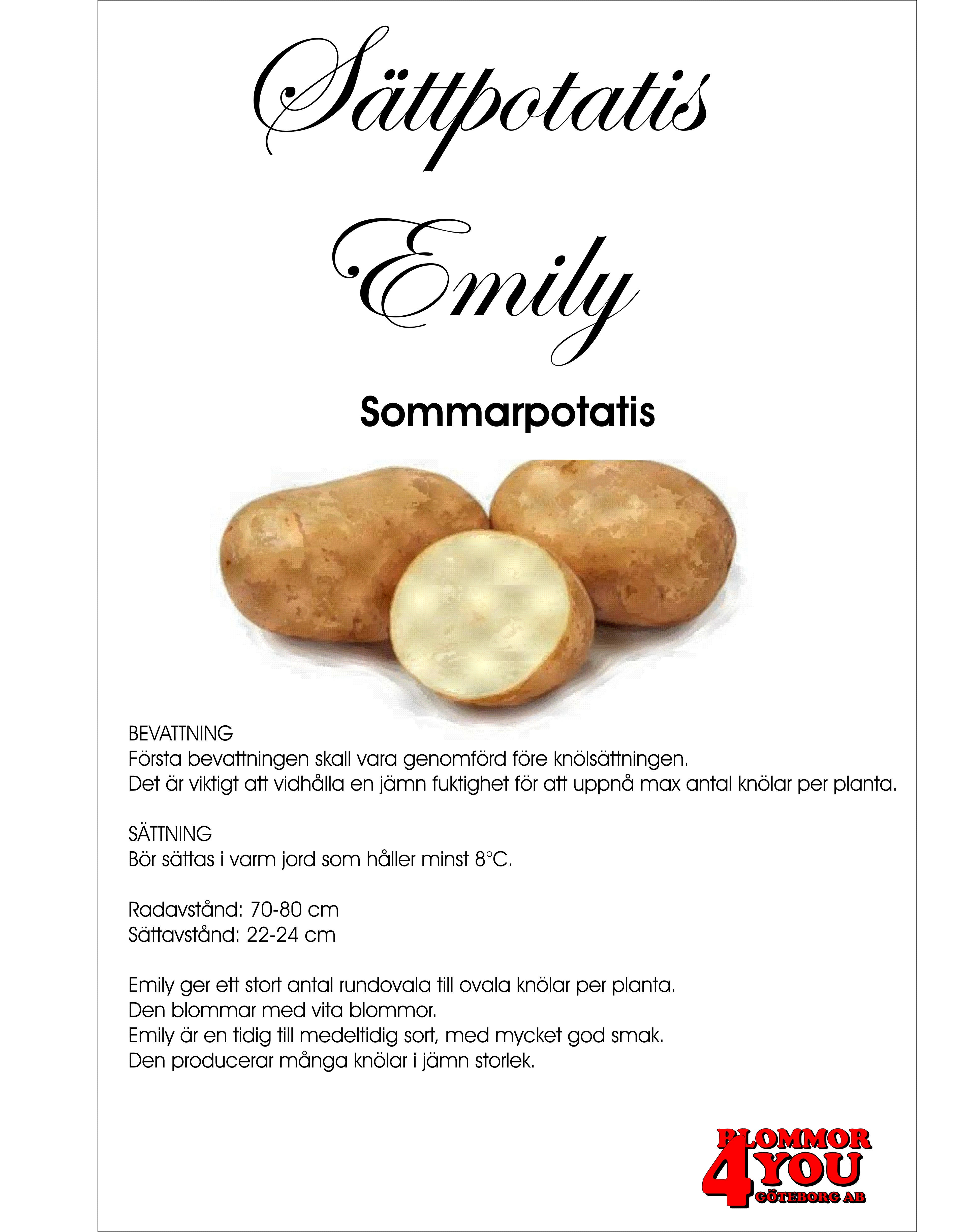 Sättpotatis Emily  2 Kilo