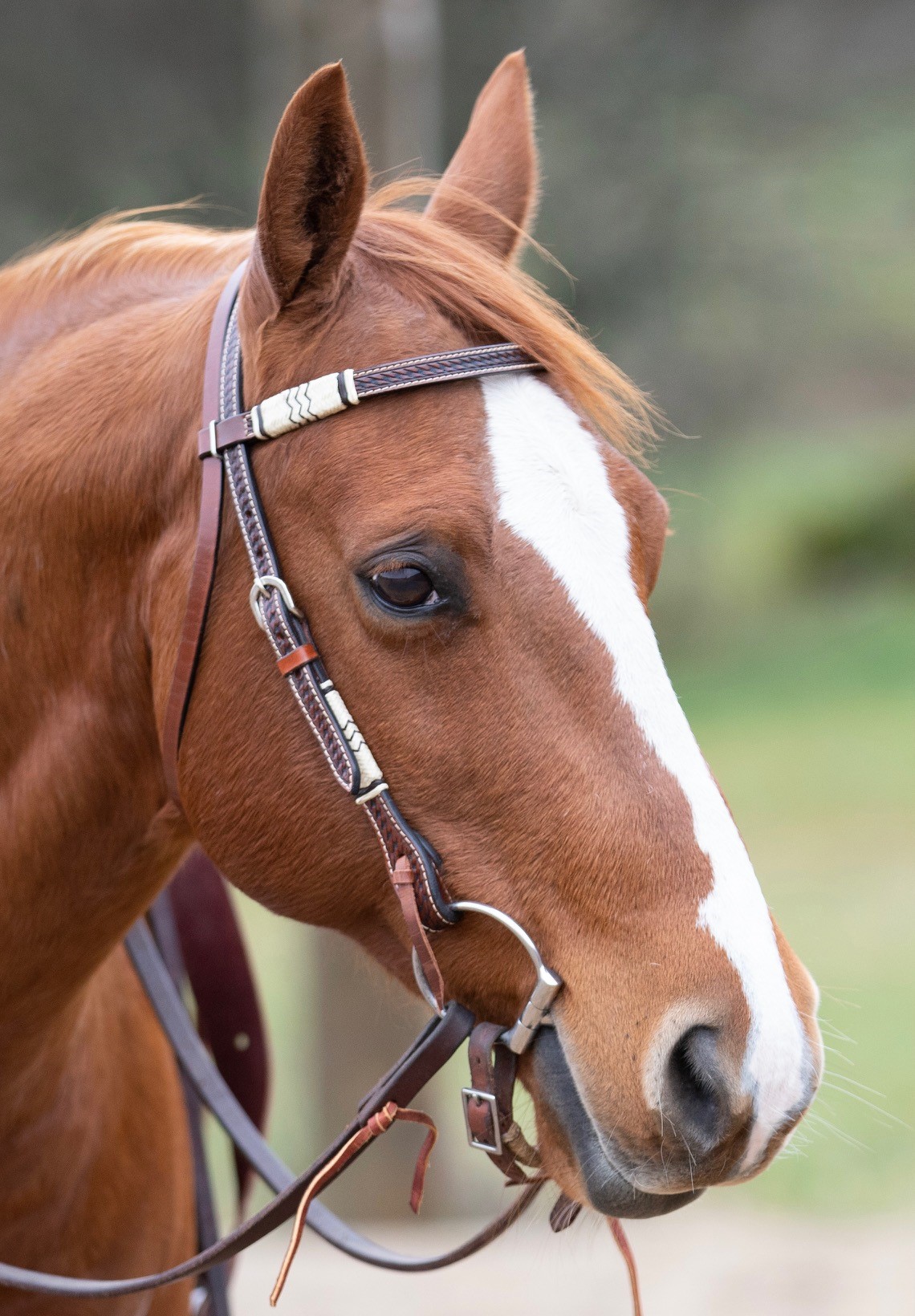 All That Idaho Headstall - 4