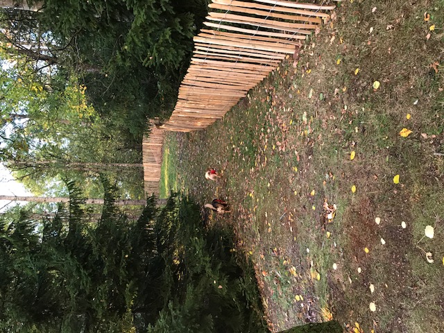 Kastanjestaket glest, höjd 120 cm längd 5 meter, franskt - 6