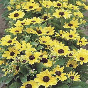 Rudbeckia Toto Lemon