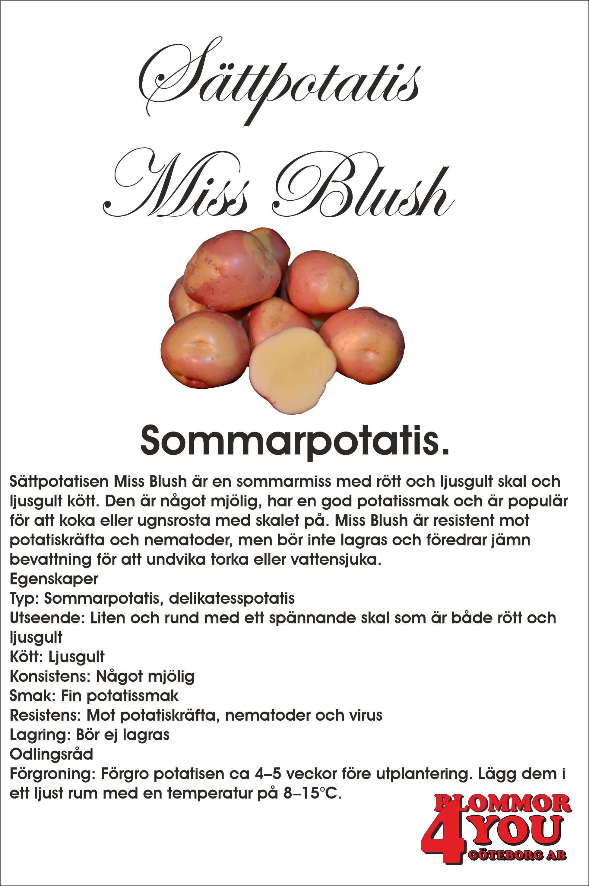 Sättpotatis Miss Blush  1 Kilo