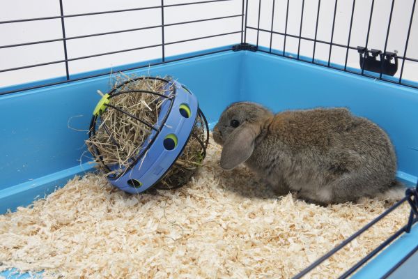 Matbehållare Bunny Blå 20cm - 3