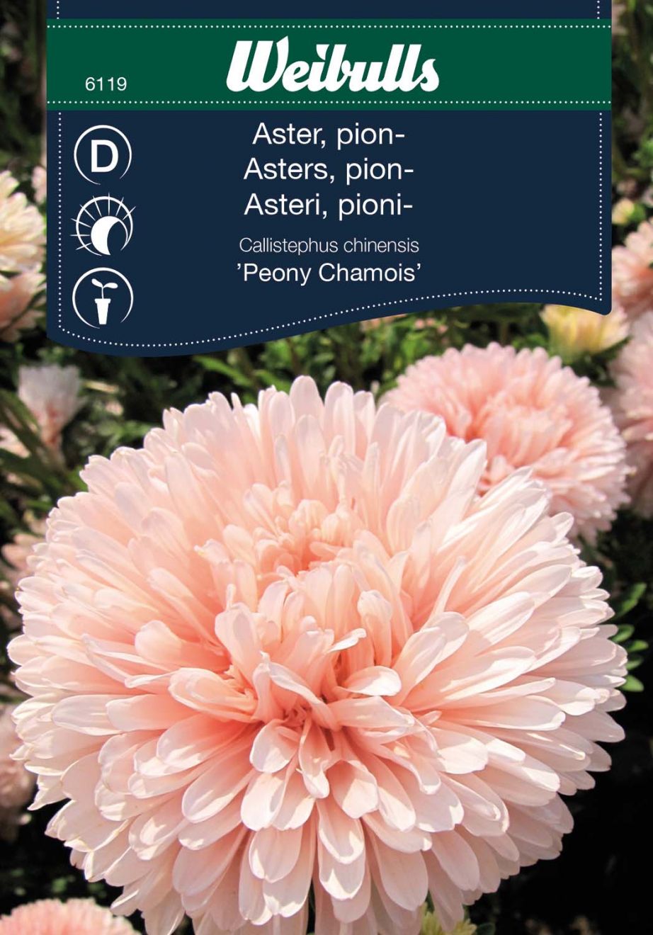 6119, Aster, pion- Peony Chamois  Callistephus chinensis