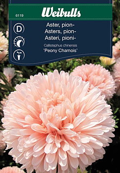 6119, Aster, pion- Peony Chamois  Callistephus chinensis