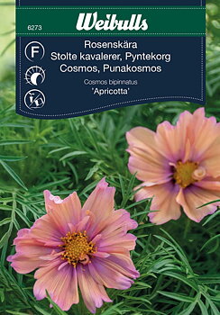 6273, Rosenskära Apricotta Cosmos bipinnatus