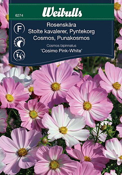 6274, Rosenskära Cosimo rosavit  Cosmos bipinnatus
