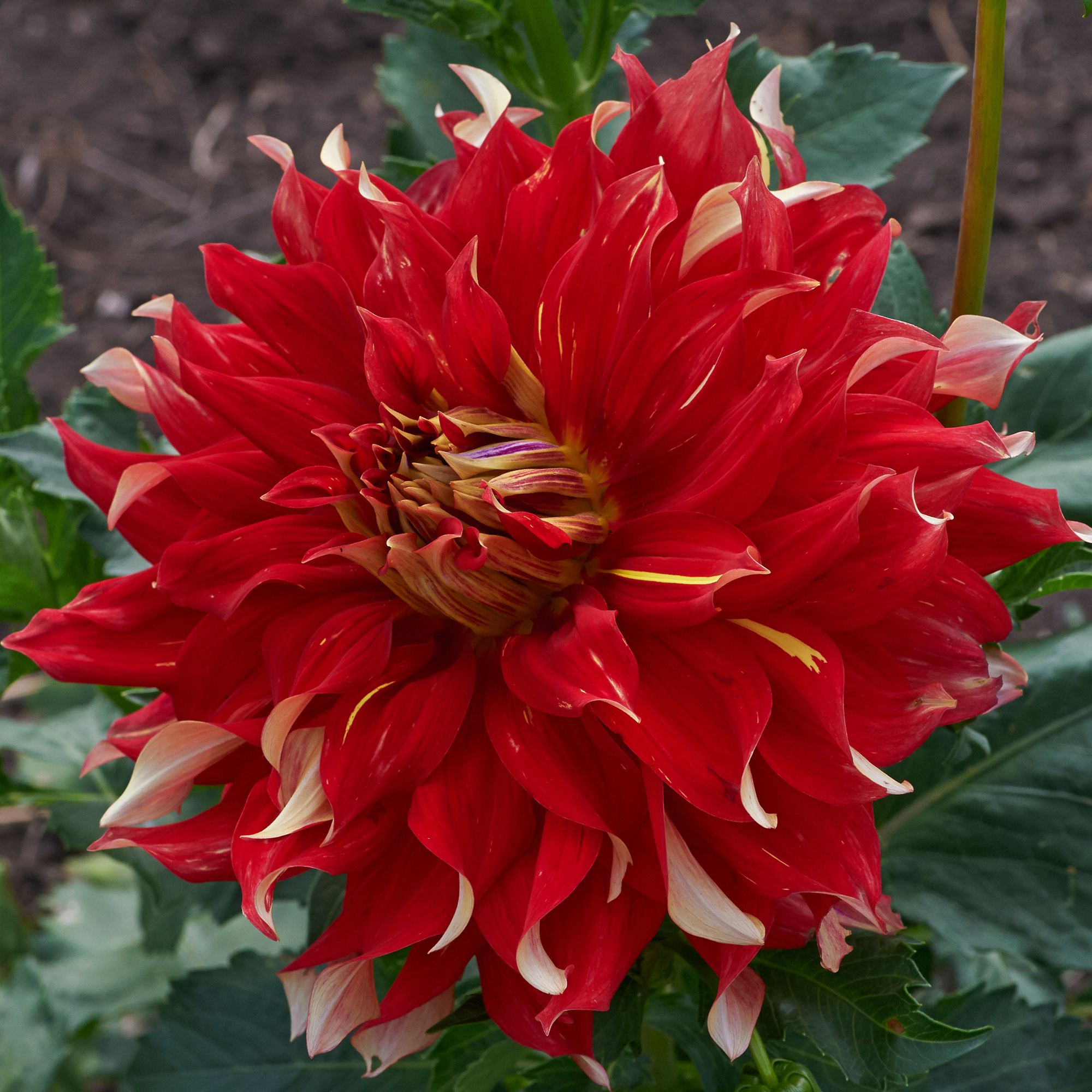 Dahlia knöl  Bodacious "Dekorativ Jätteblommande"  Nyhet 2027!