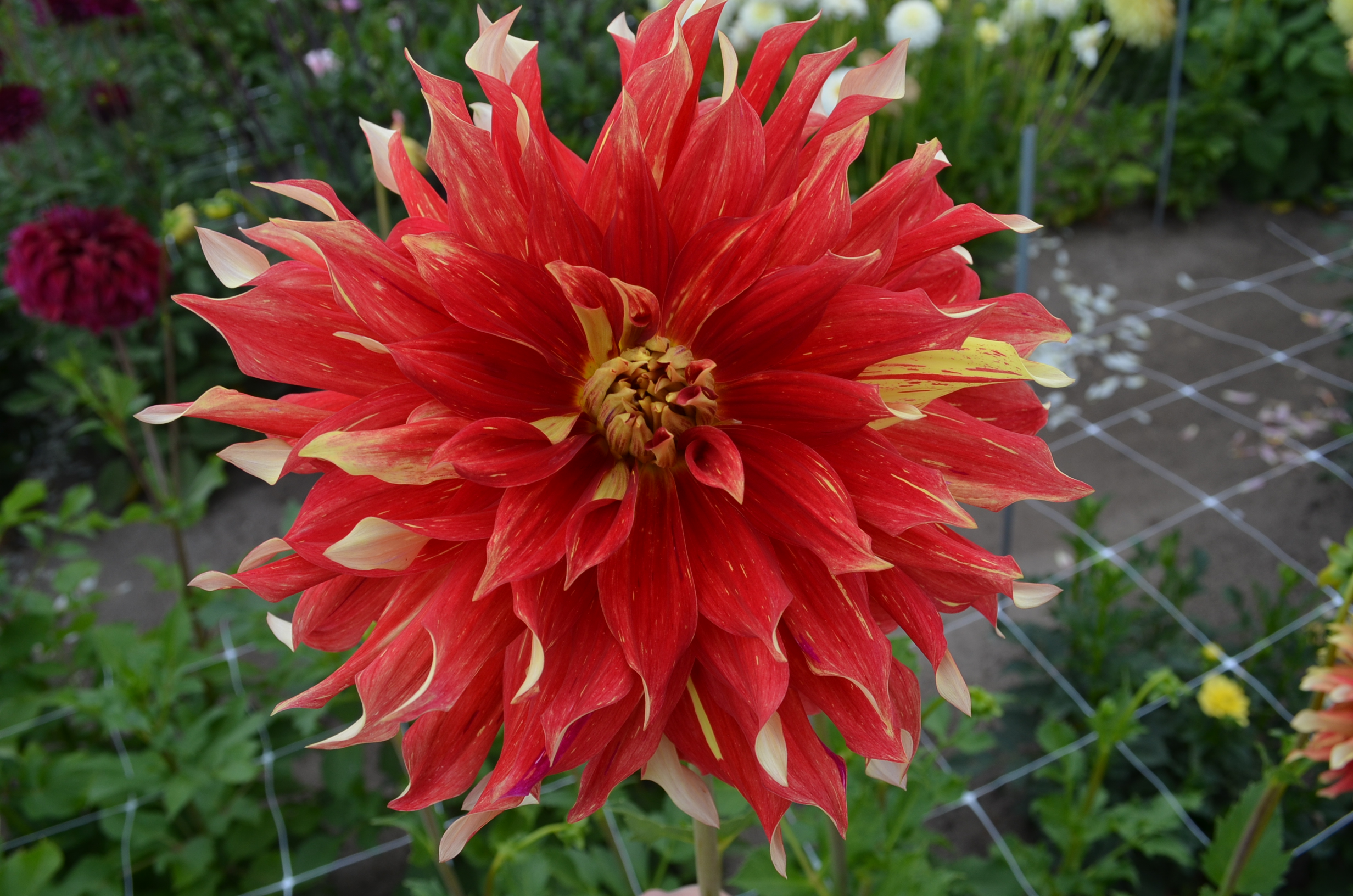 Dahlia knöl  Bodacious "Dekorativ Jätteblommande"  Nyhet 2027! - 2