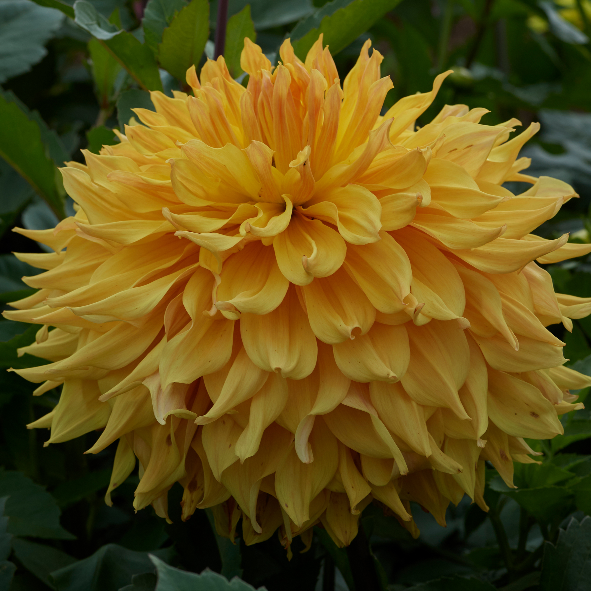Dahlia Chicken Legs Wyns Aspen Glow "Dekorativ Jätteblommande" 