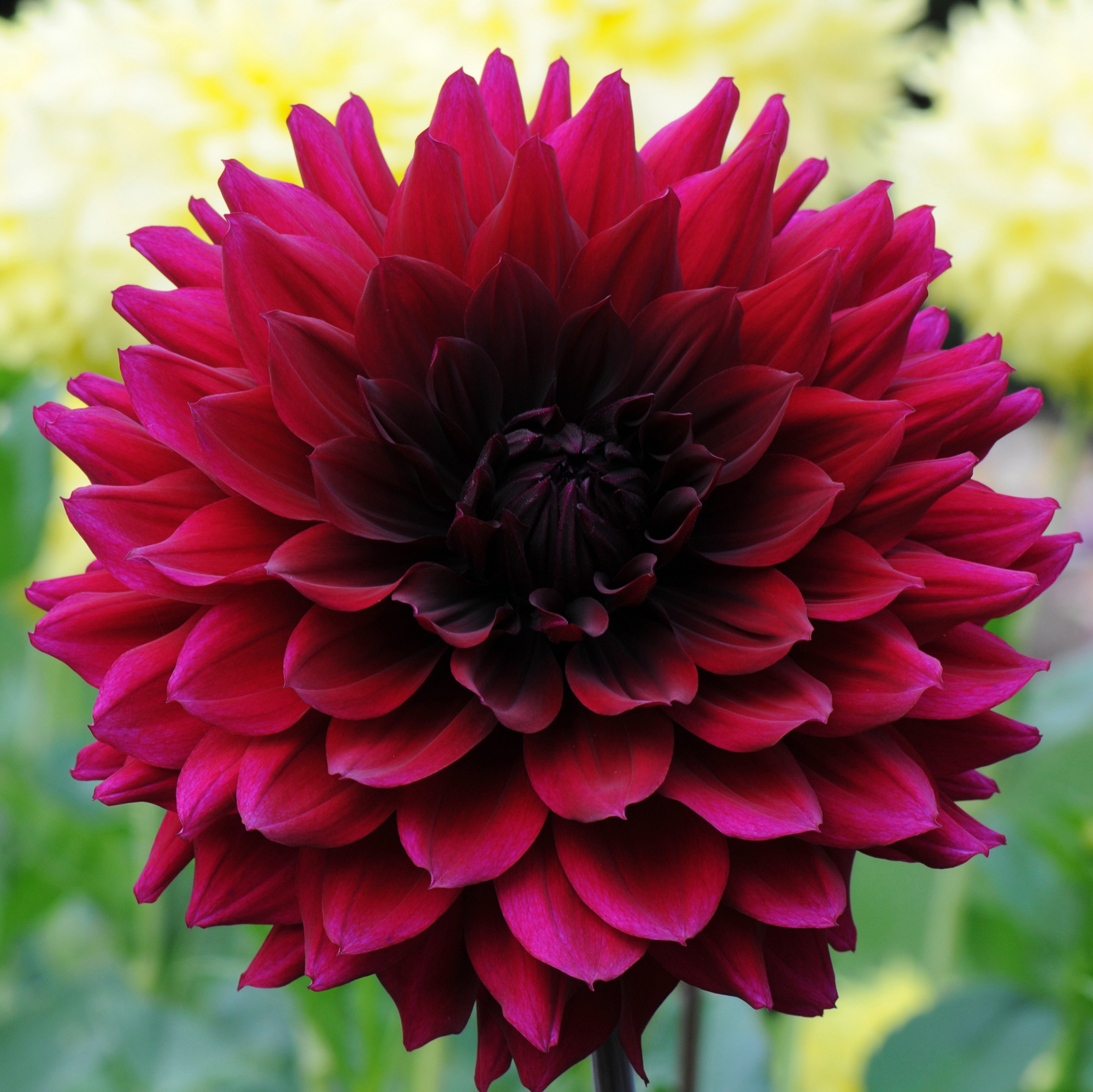 Dahlia Rotad Stickling Hapet Black Bomb "Dekorativ Jätteblommande" Odlad i Sverige!
