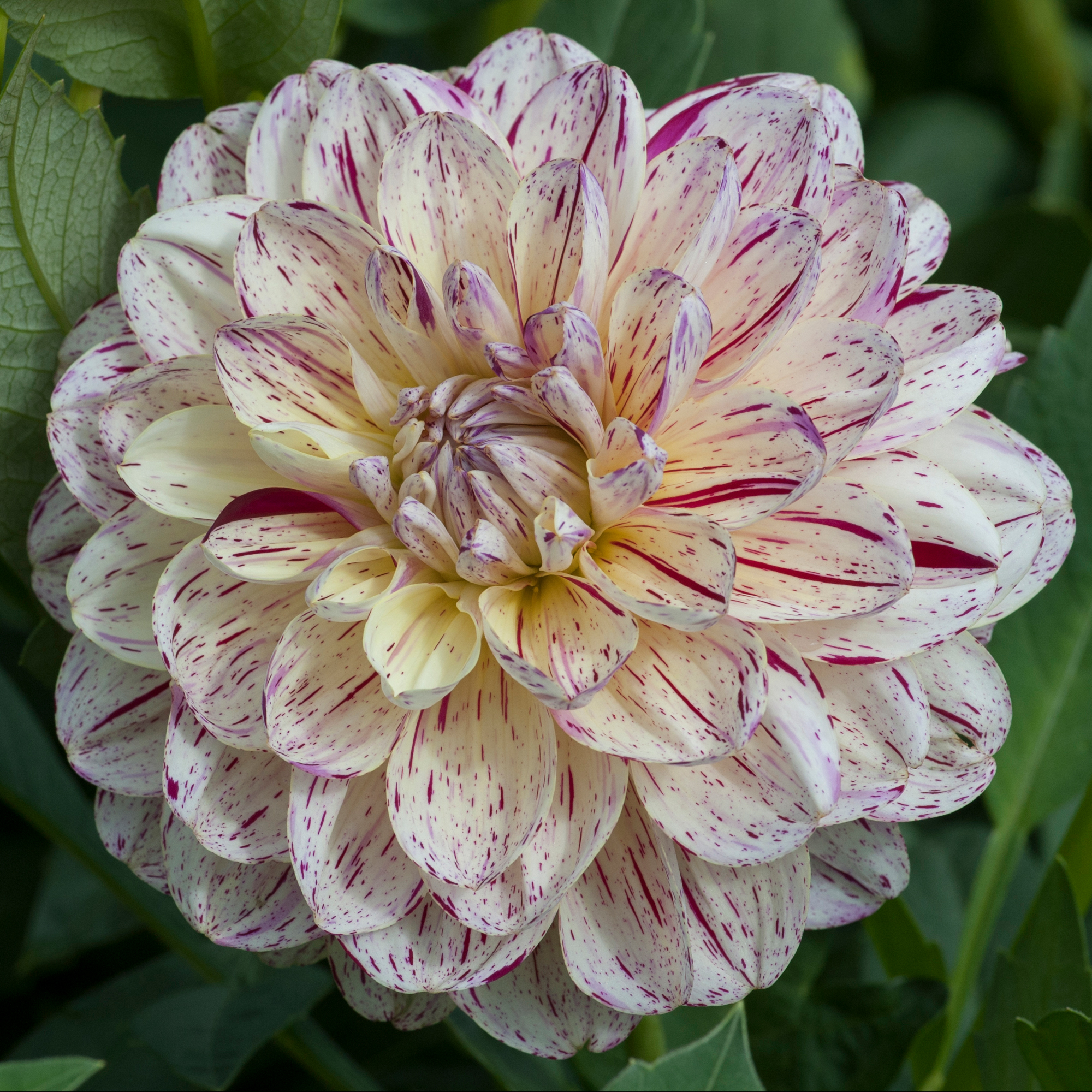Dahlia Rotad Stickling Hapet Graffiti "Dekorativ "  