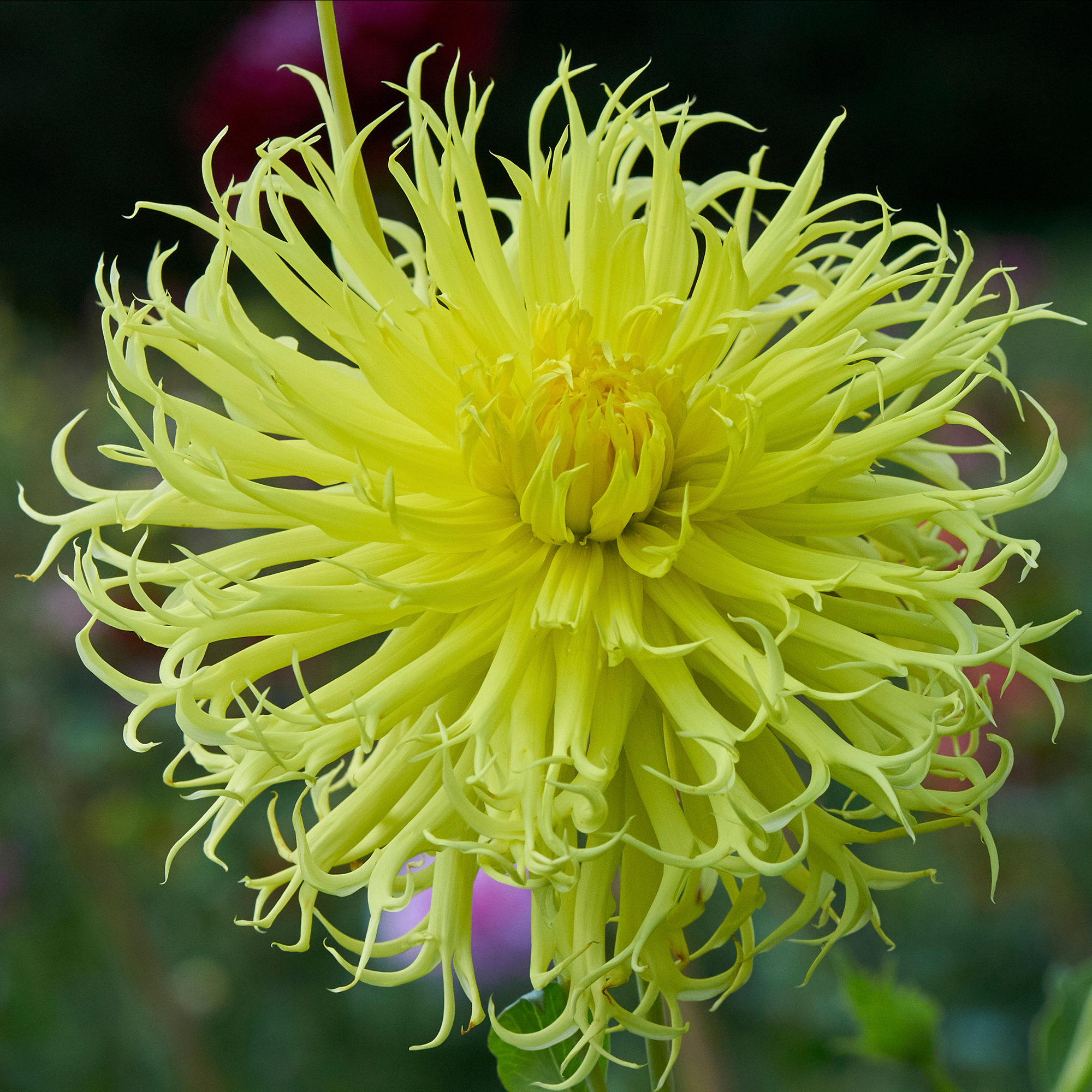 sDahlia Rotad Stickling Hapet Yellow Lace"Hjorthornsblommande "  Odlad i Sverige!